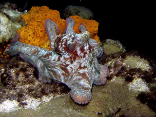 Octopus