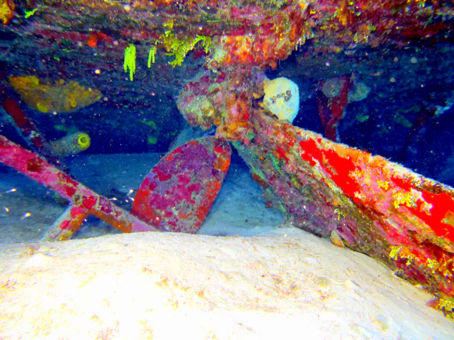 Underwater photograph by Joel Bergsma