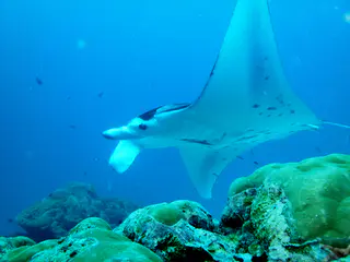A black manta ray with white underbelly circles the coral balmy cleaning station at the mouth of the German Channel, Palau.   2011-01-15.