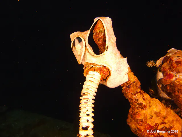 Underwater photograph by Joel Bergsma