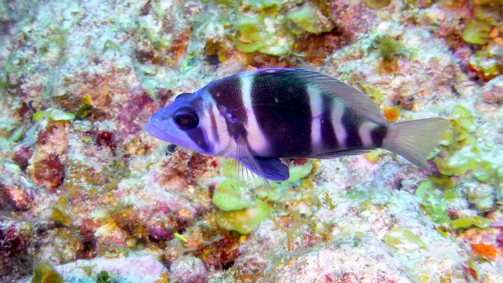 Underwater photograph by Joel Bergsma