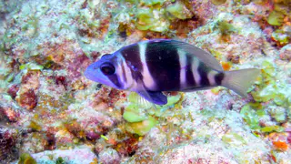 Underwater photograph by Joel Bergsma