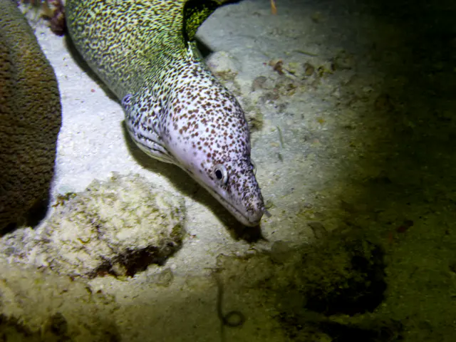 Underwater photograph by Joel Bergsma