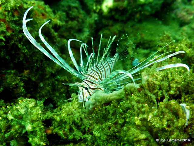 Underwater photograph by Joel Bergsma