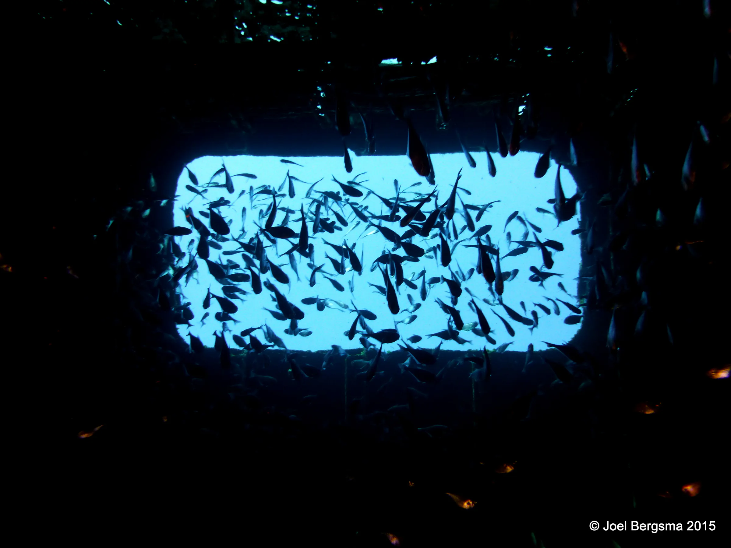 Cozumel underwater photograph, 2015