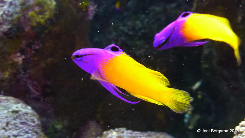 Fairy Basslet, Cayman Islands, 2016