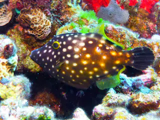 Underwater photograph by Joel Bergsma