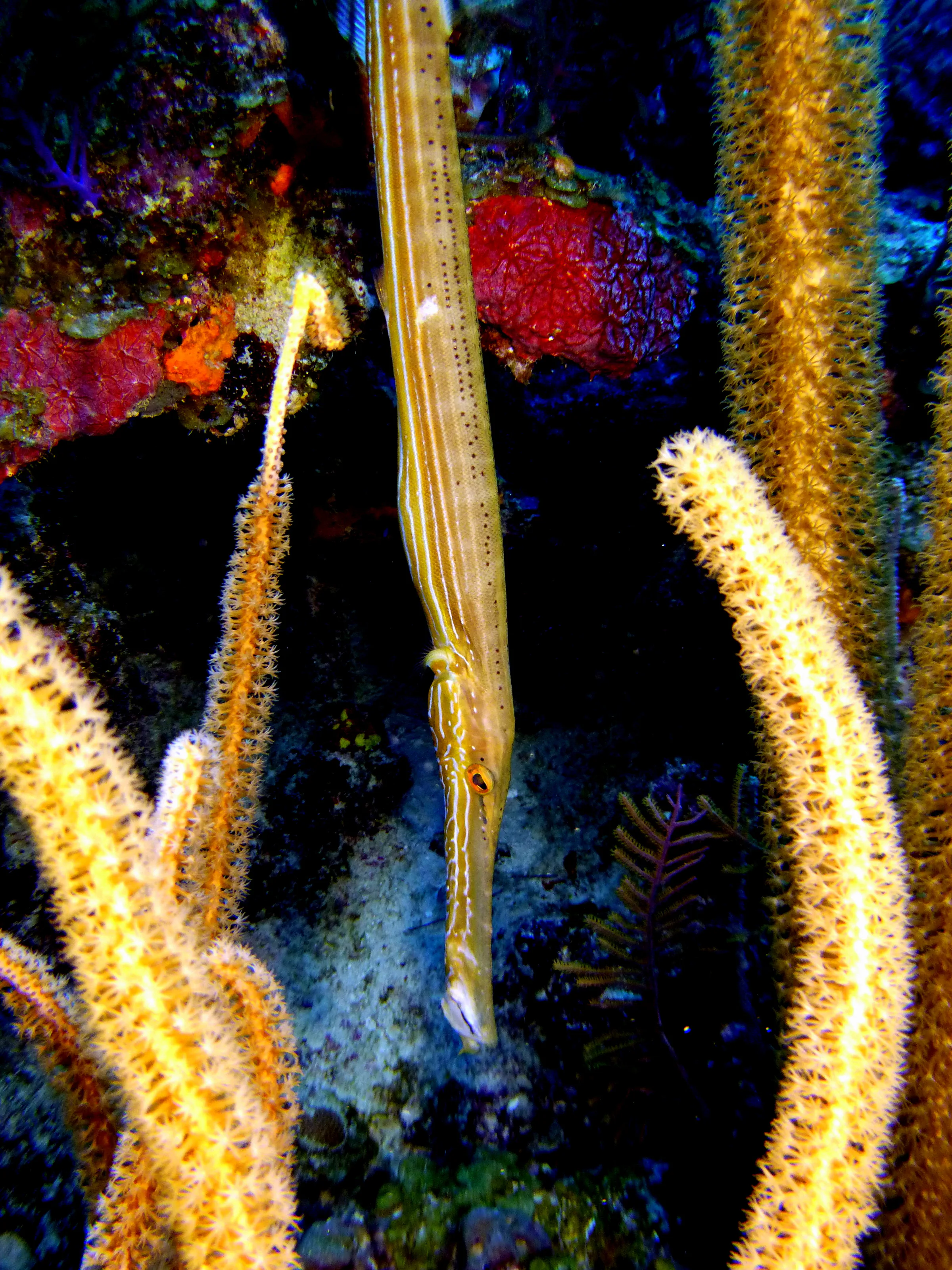 Trumpetfish, Belize, 2017