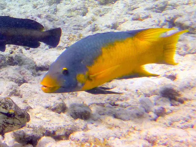 Underwater photograph by Joel Bergsma