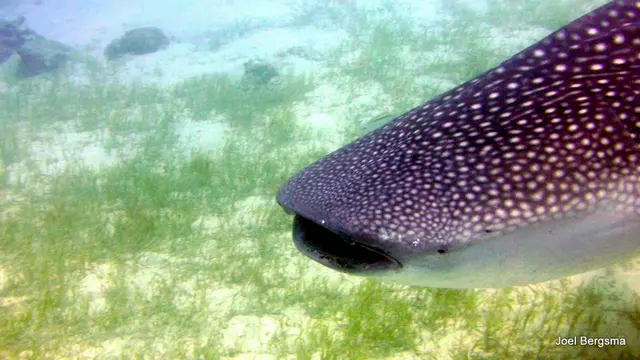Underwater photograph by Joel Bergsma
