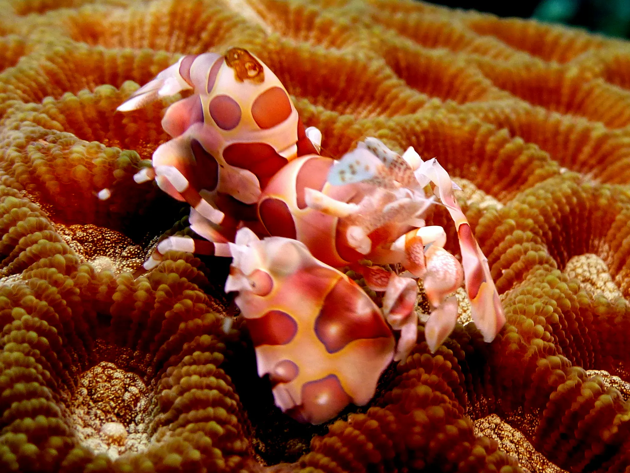 Harlequin Shrimp, Philippines, 2014