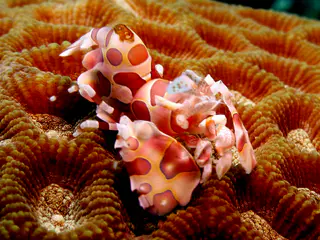 Underwater photograph by Joel Bergsma