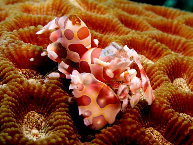 Underwater photograph by Joel Bergsma