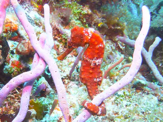 Underwater photograph by Joel Bergsma