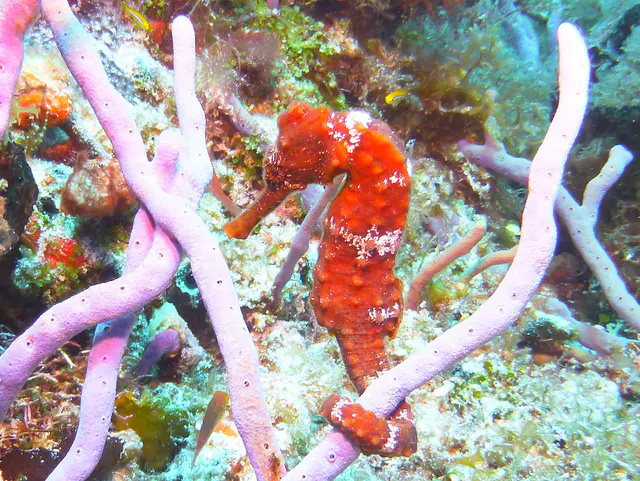 Underwater photograph by Joel Bergsma