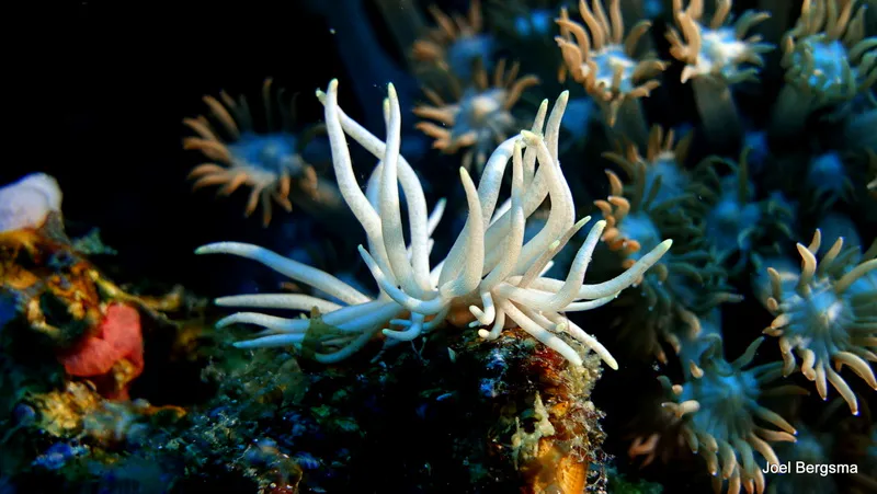 Underwater photograph by Joel Bergsma