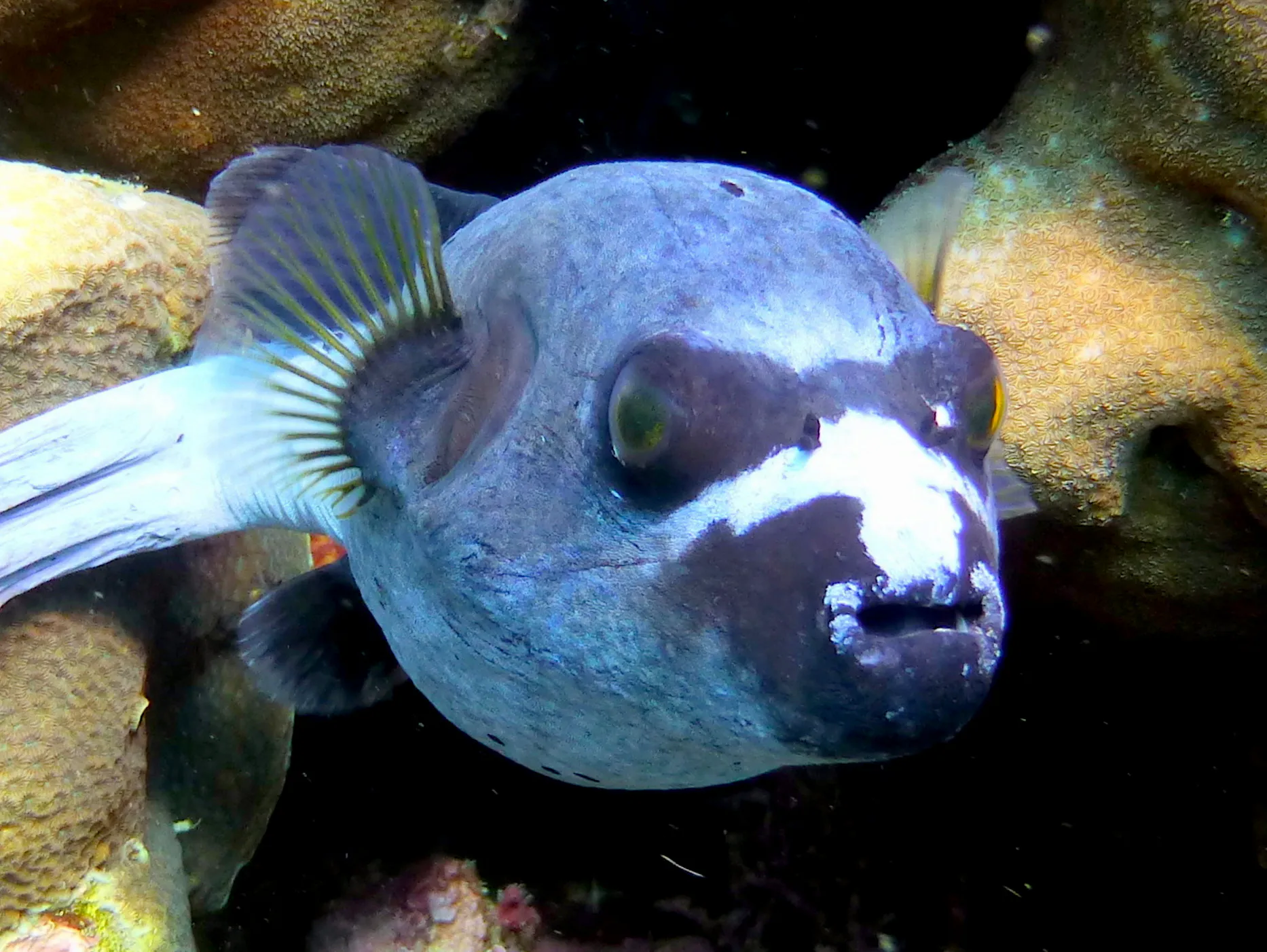 Pufferfish, Philippines, 2014