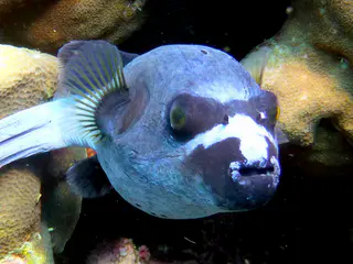 Underwater photograph by Joel Bergsma