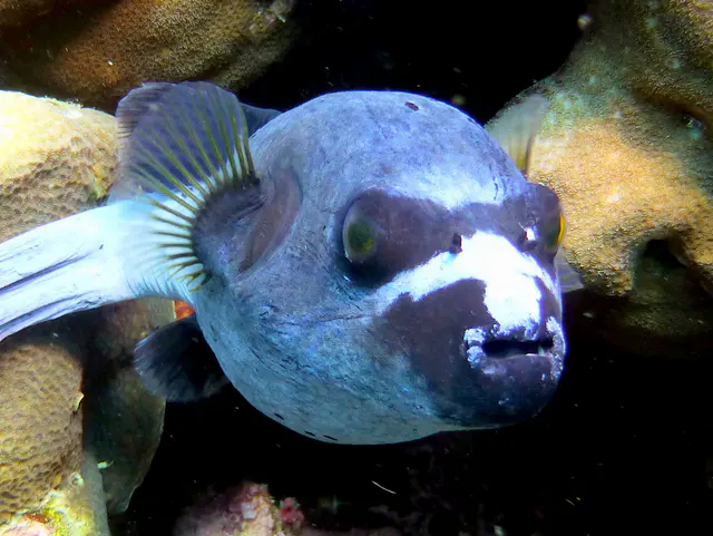 Underwater photograph by Joel Bergsma