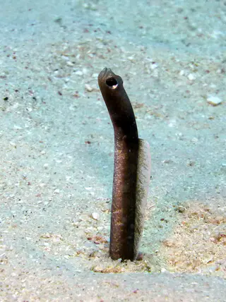 Underwater photograph by Joel Bergsma