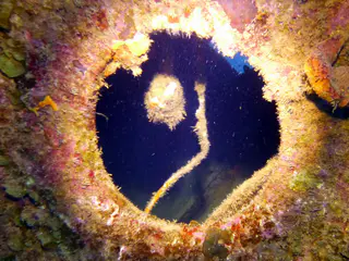 Underwater photograph by Joel Bergsma