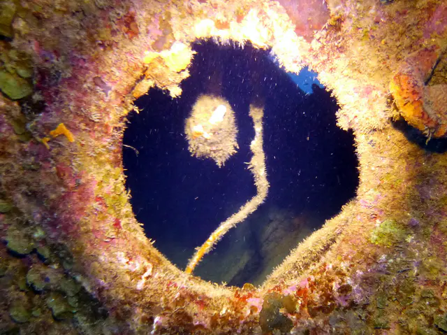 Underwater photograph by Joel Bergsma