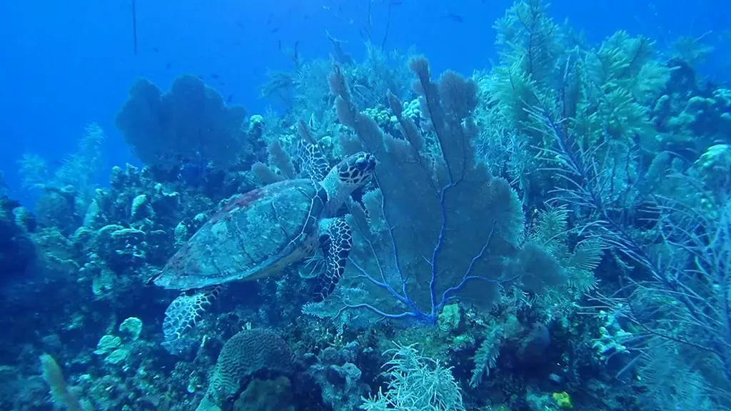 Hawksbill Turtle