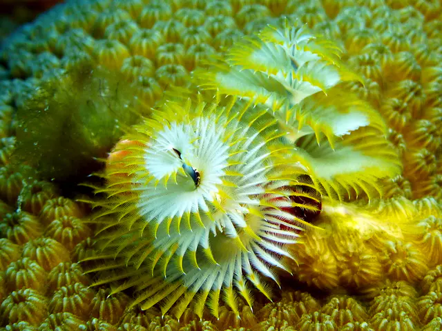 Underwater photograph by Joel Bergsma