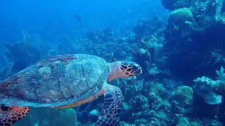Hawksbill Turtle