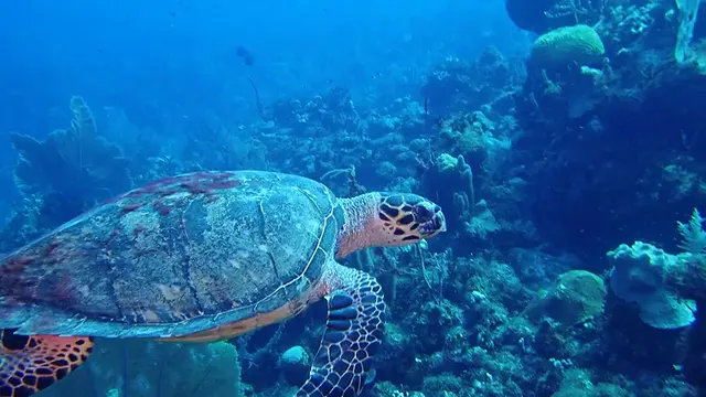 Hawksbill Turtle