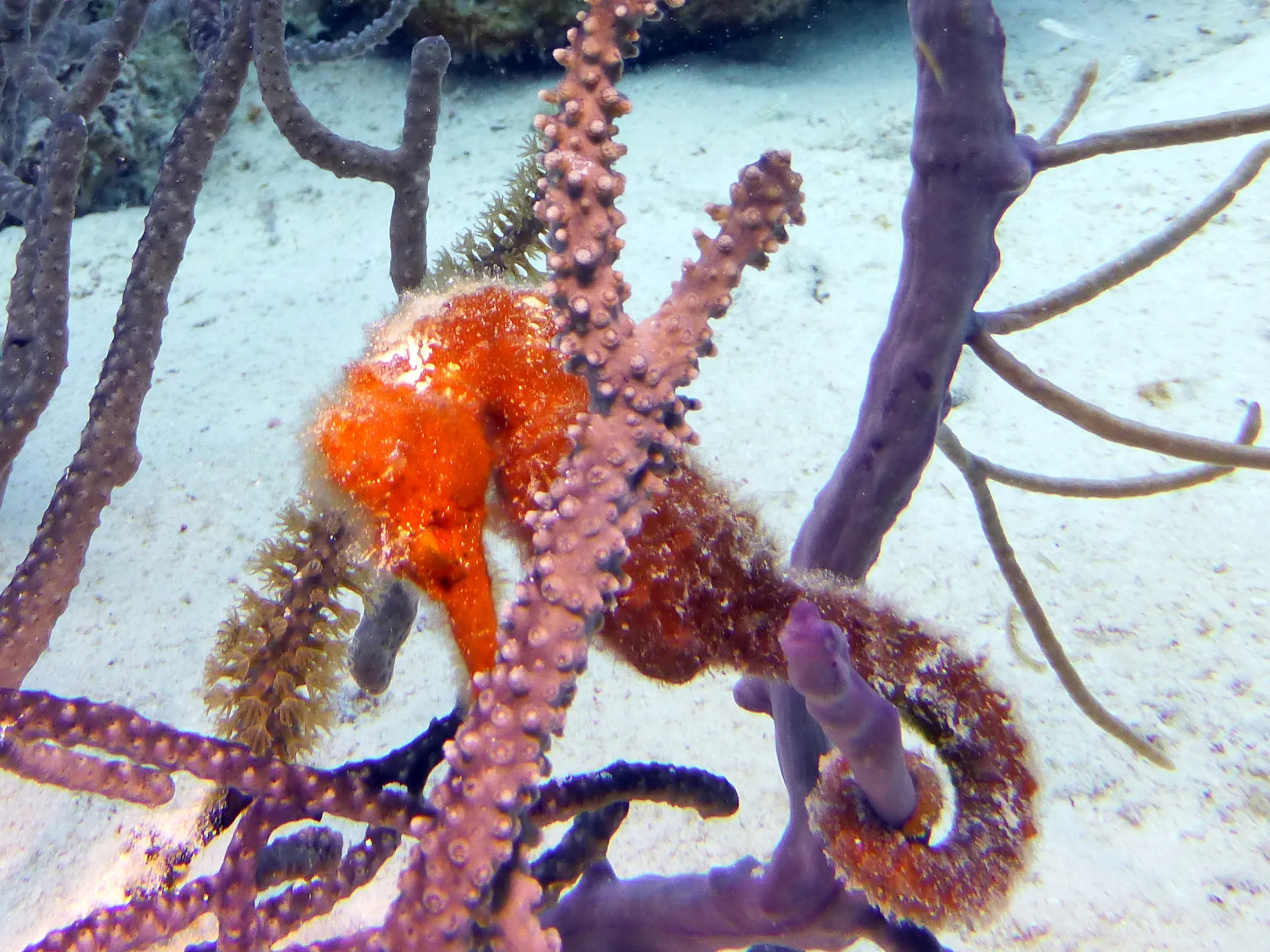 Seahorse, Bonaire, 2013