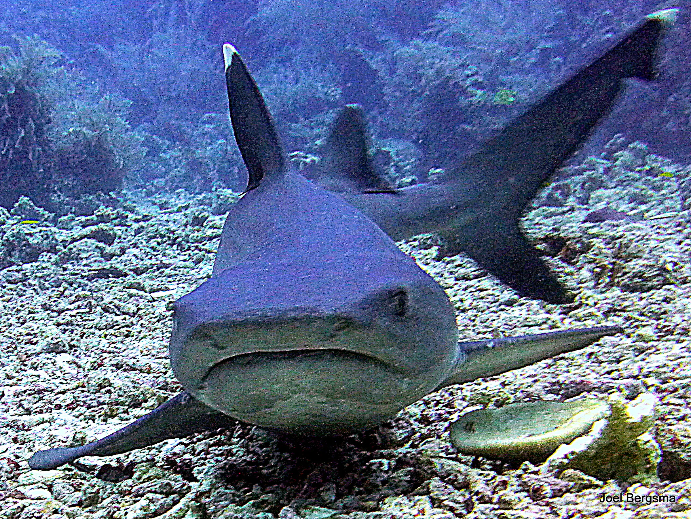 Shark, Philippines, 2017