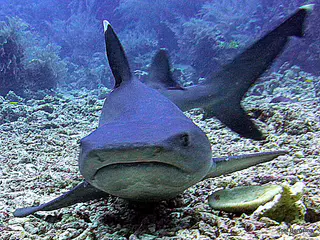Underwater photograph by Joel Bergsma