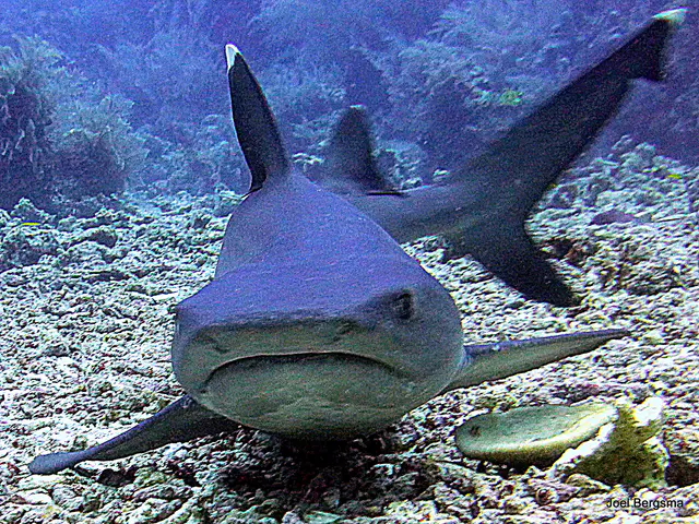 Underwater photograph by Joel Bergsma