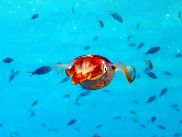Underwater photograph by Joel Bergsma