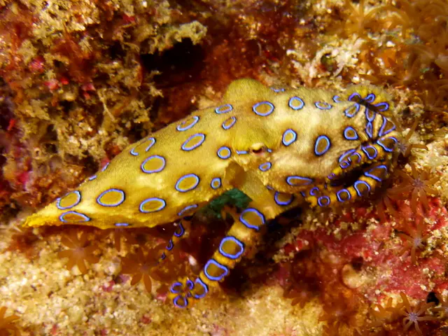 Underwater photograph by Joel Bergsma