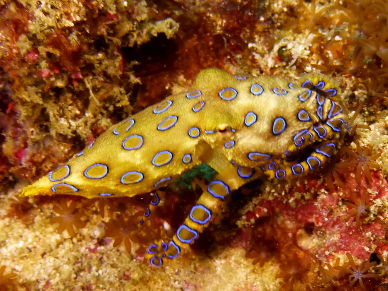 Philippines underwater photograph, 2015