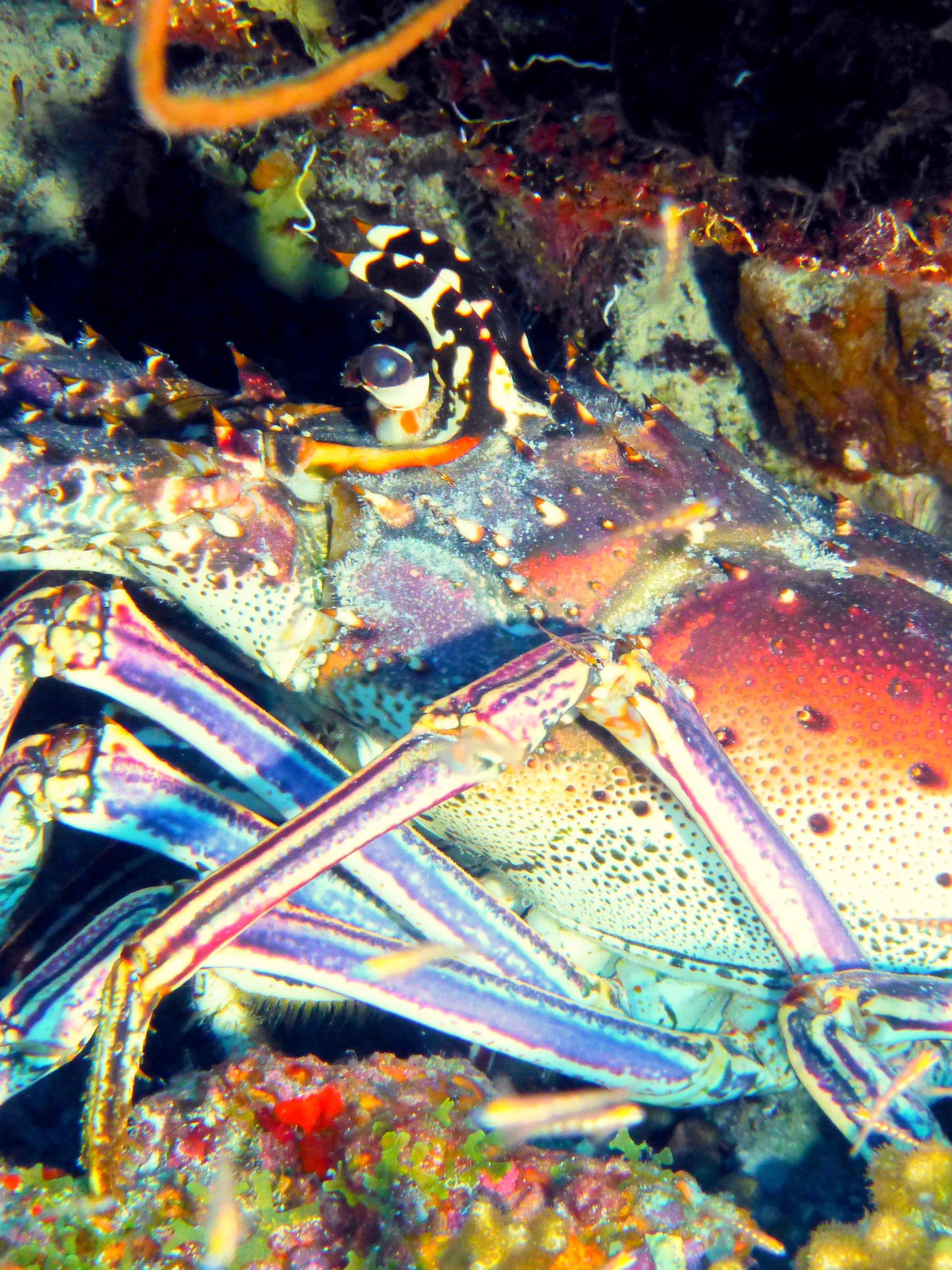 Lobster, Bonaire, 2013