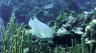 Underwater photograph by Joel Bergsma