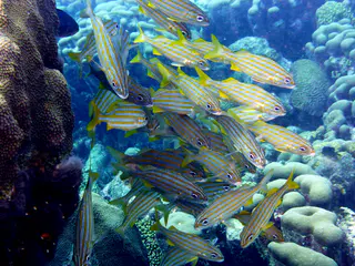 Underwater photograph by Joel Bergsma