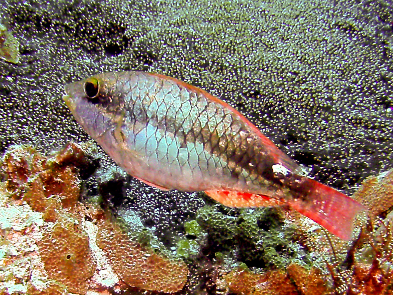 Stoplight Parrotfish