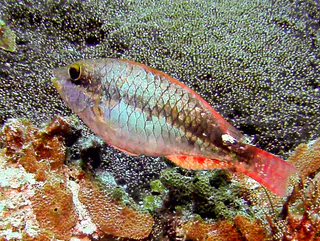 Stoplight Parrotfish