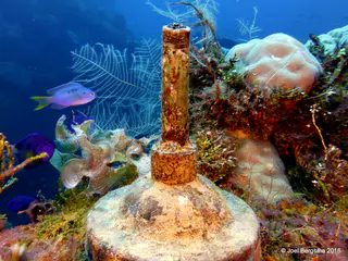 Underwater photograph by Joel Bergsma