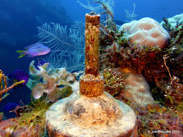 Underwater photograph by Joel Bergsma