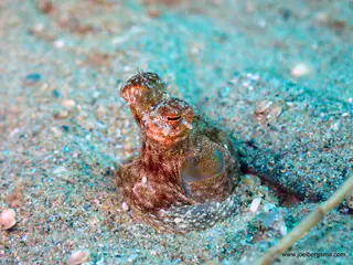 Underwater photograph by Joel Bergsma
