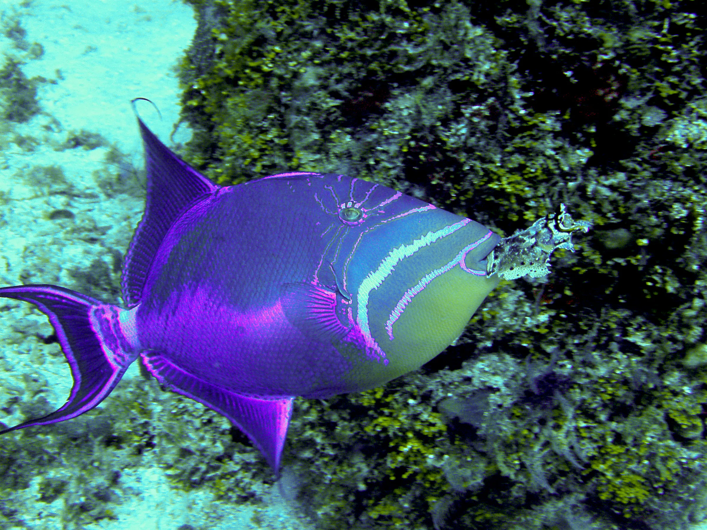 Queen Triggerfish swimming with a large piece of coral in its mouth that it had just picked up.