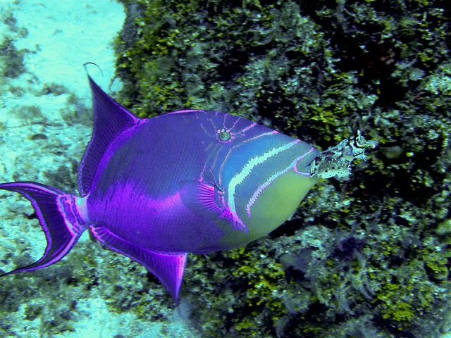 Queen Triggerfish swimming with a large piece of coral in its mouth that it had just picked up.