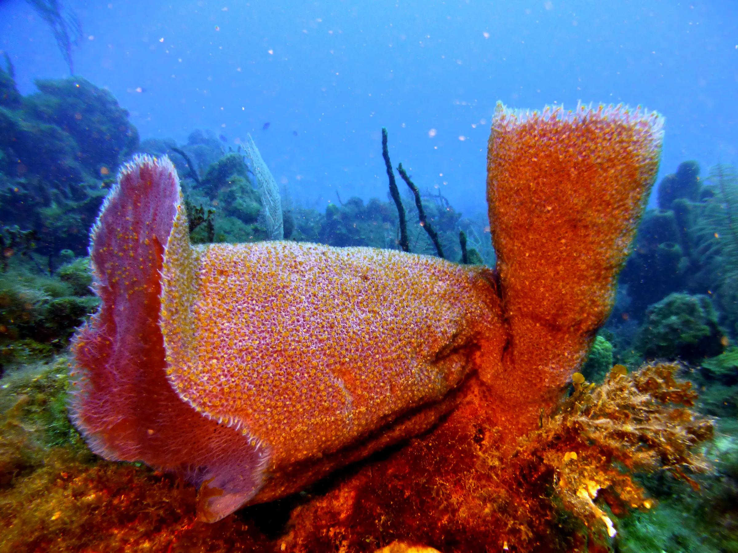 Belize underwater photograph, 2017