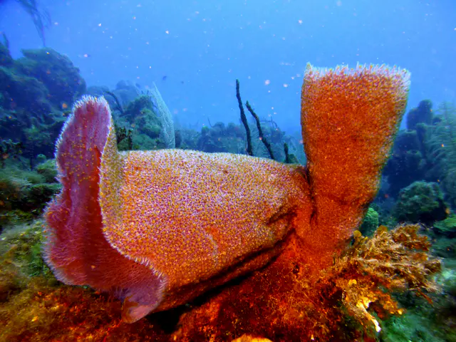 Underwater photograph by Joel Bergsma