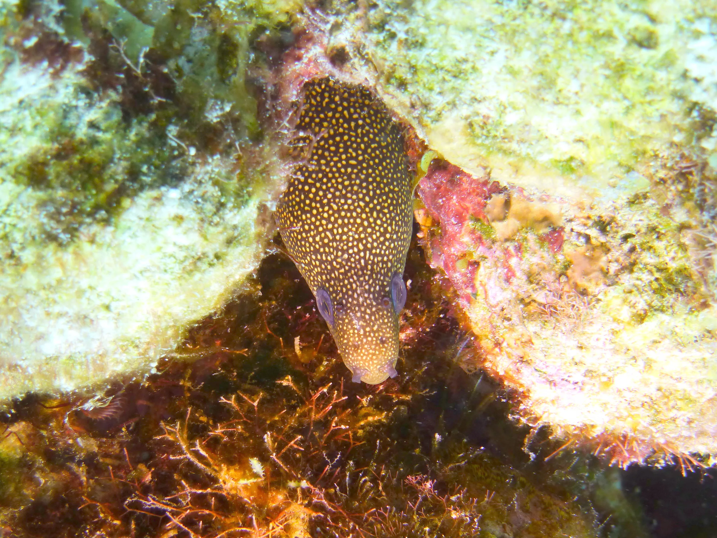 Green Moray Eel, Bonaire, 2013